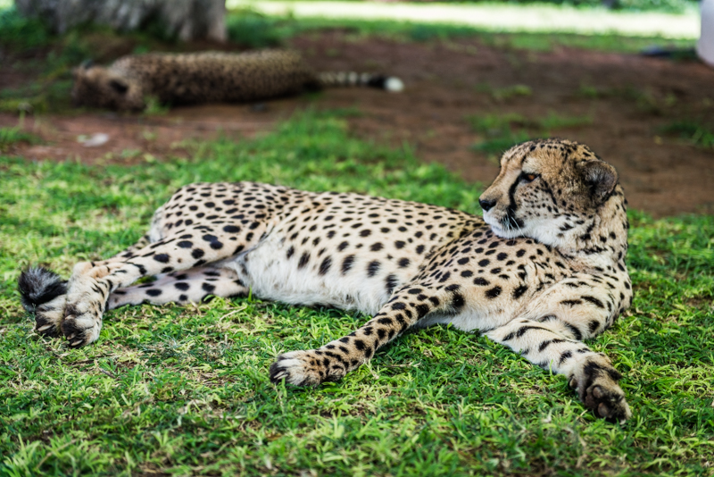 Odpoczywające gepardy