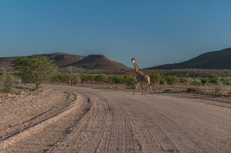 Spotkane po drodze stado żyraf