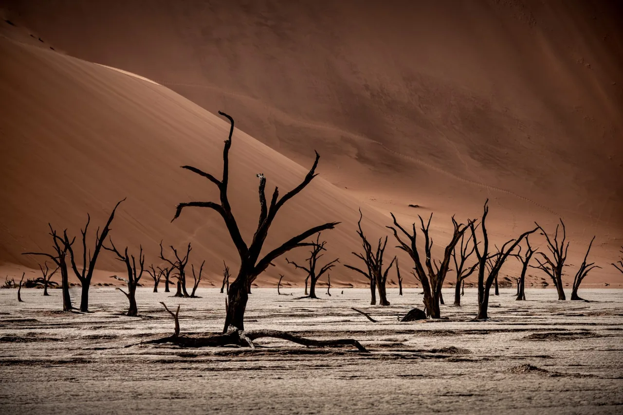 Drzewa i wydmy w Deadvlei w Namibii