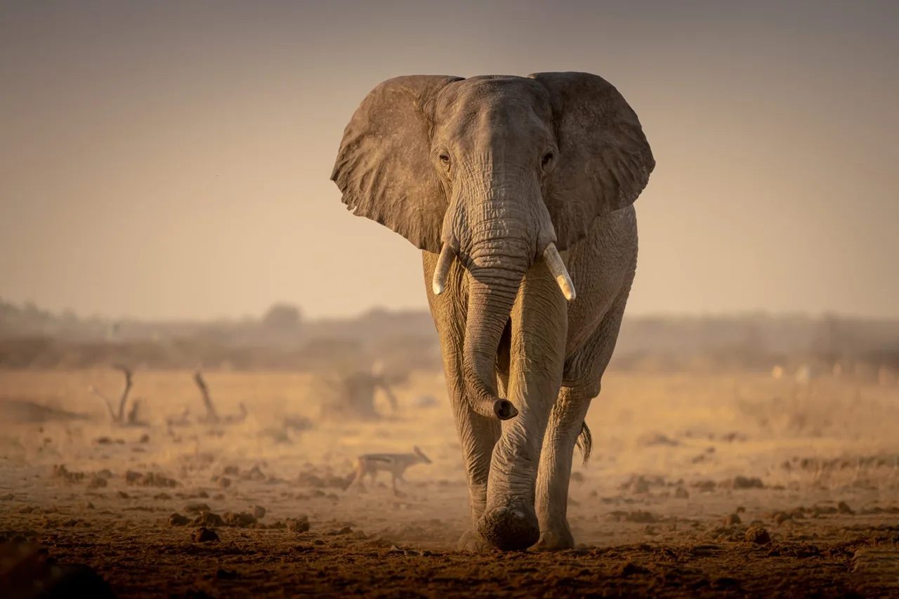 Etosha · Namibia