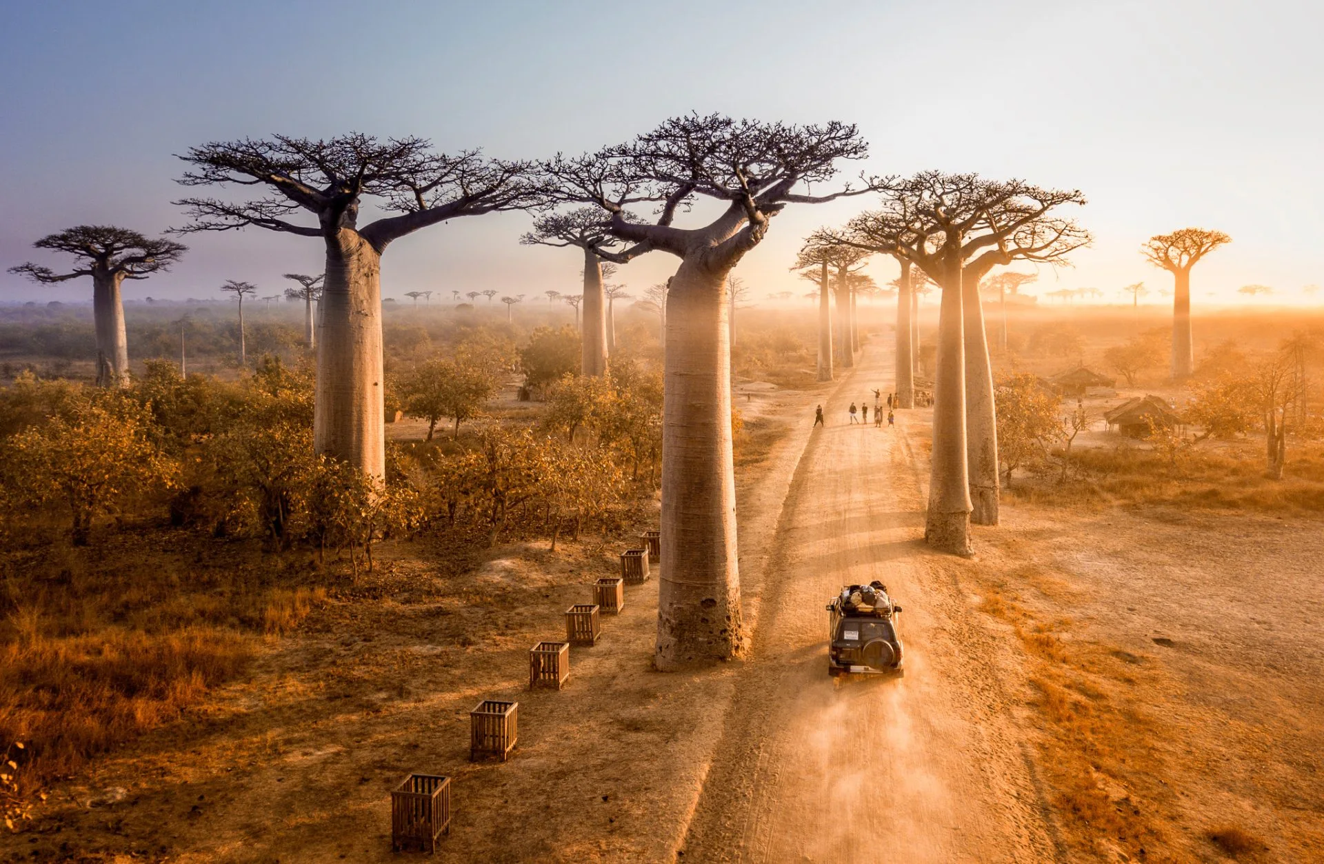 Aleja baobabów na Madagaskarze