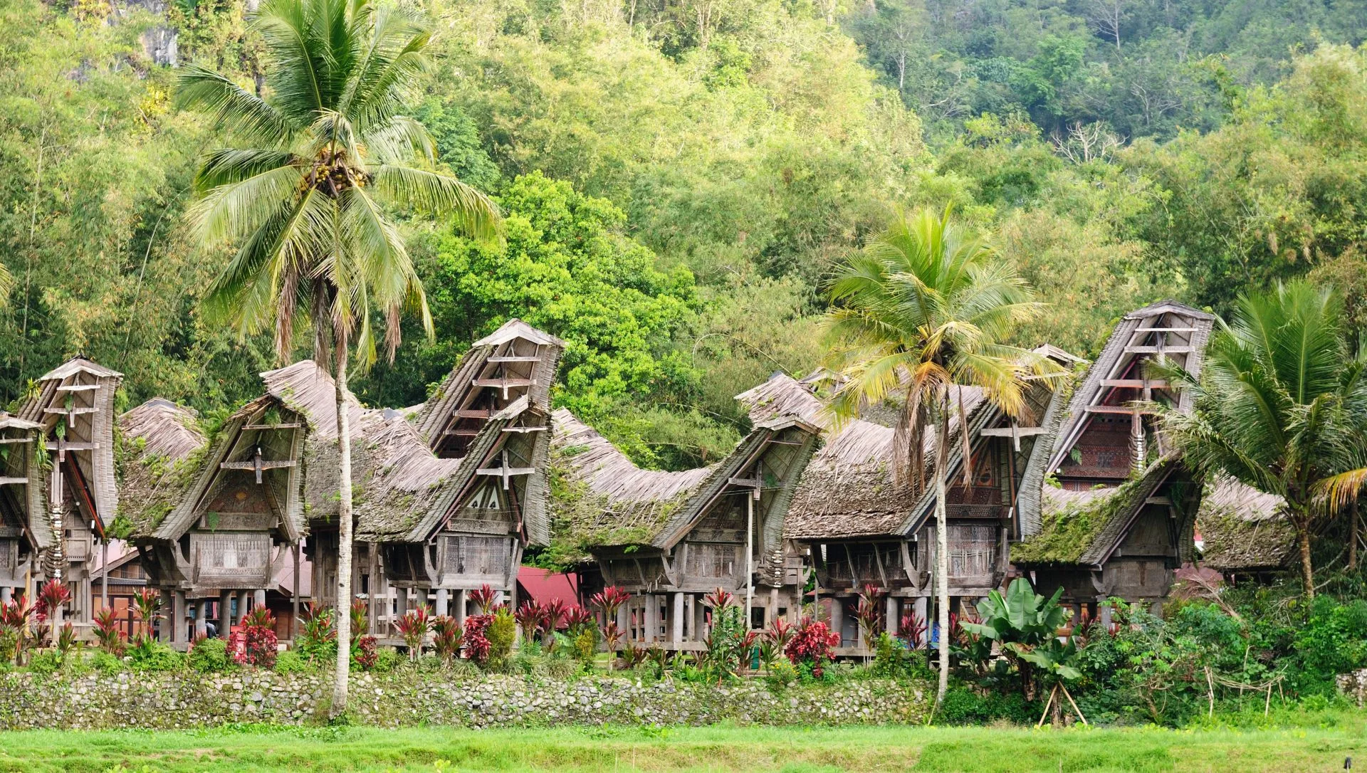 Tradycyjne domy z wygiętymi dachami na Sulawesi