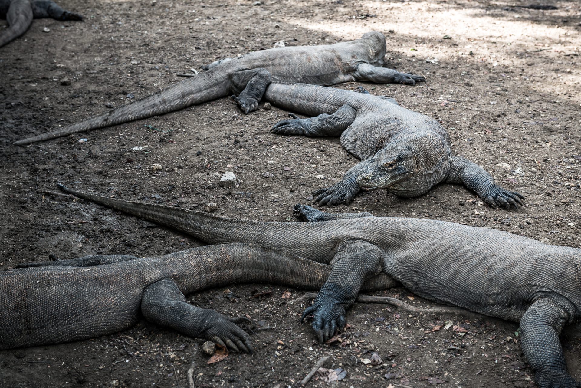 Warany z Komodo