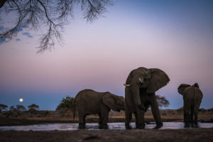 Wyprawa Botswana (plus Wodospady Wiktorii)