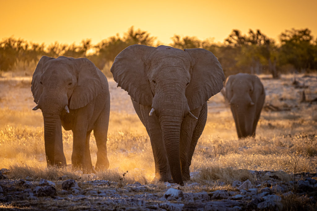 Park Etosha, gdzie przywitają nas między innymi słonie