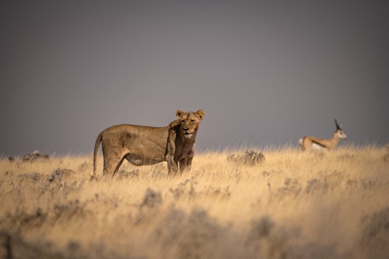 Outway Adventures - Namibia Family – rodzinna przygoda w sercu Afryki