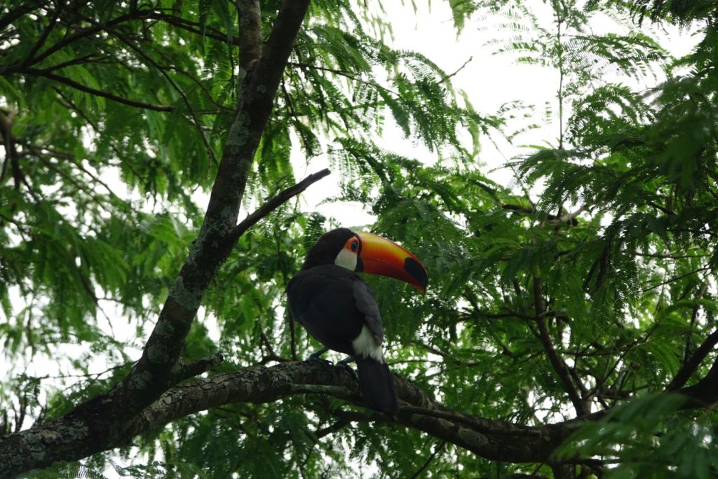 Outway Adventures - Brazylijskie cuda natury – Od wodospadów Iguazu po przygodę w amazońskiej dżungli + Paragwaj i Argentyna