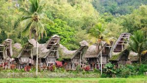 Wyprawa na Sulawesi – zapomniane krainy Indonezji