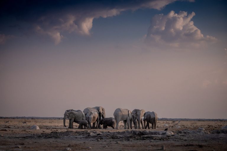 Outway Adventures - Wyprawa Botswana (plus Wodospady Wiktorii)