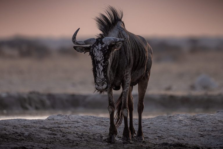 Outway Adventures - Wyprawa Botswana (plus Wodospady Wiktorii) - wersja premium