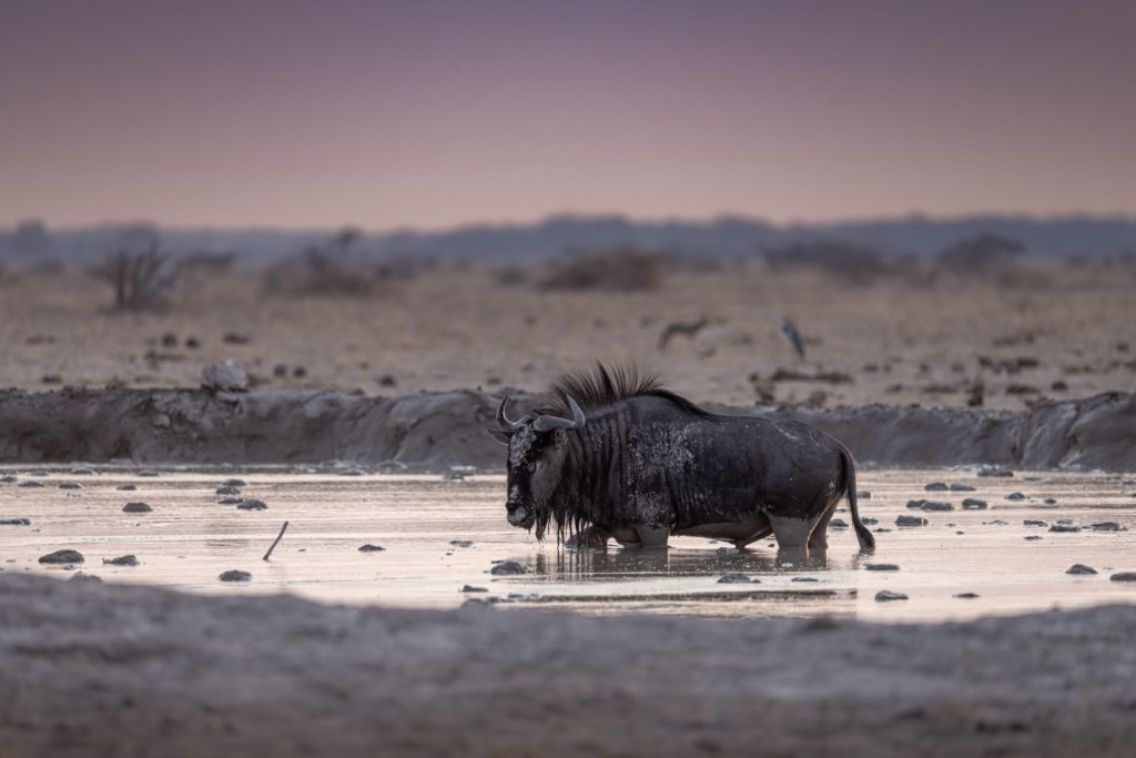 Outway Adventures - Wyprawa Botswana (plus Wodospady Wiktorii) - wersja premium