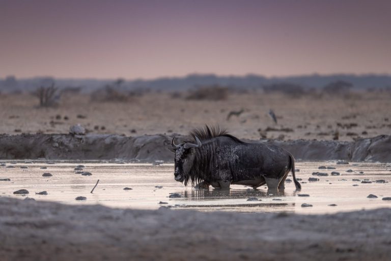 Outway Adventures - Wyprawa Botswana (plus Wodospady Wiktorii) - wersja premium