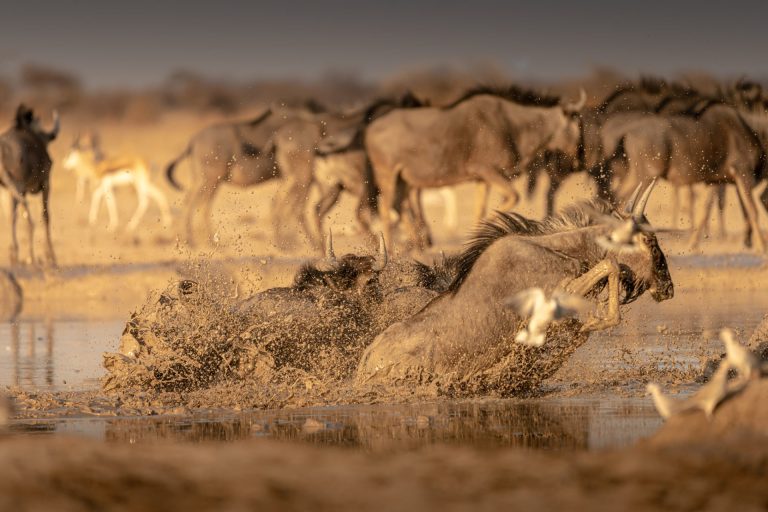 Outway Adventures - Wyprawa Botswana (plus Wodospady Wiktorii) - wersja premium