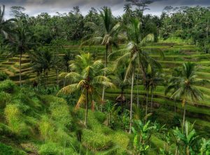 Indonezja Family Adventure