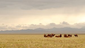 Mongolia – podróż z naturą… aż po horyzont