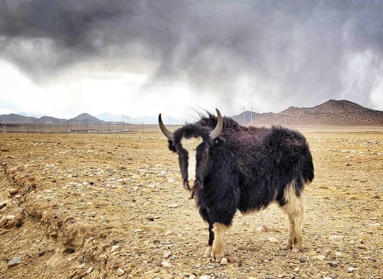 Outway Adventures - Tybet i Nepal - Duchowe Serce Himalajów