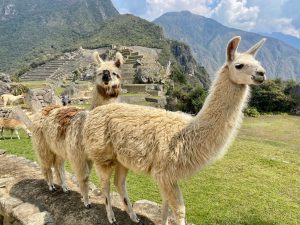 Peru Family – Śladami Inków