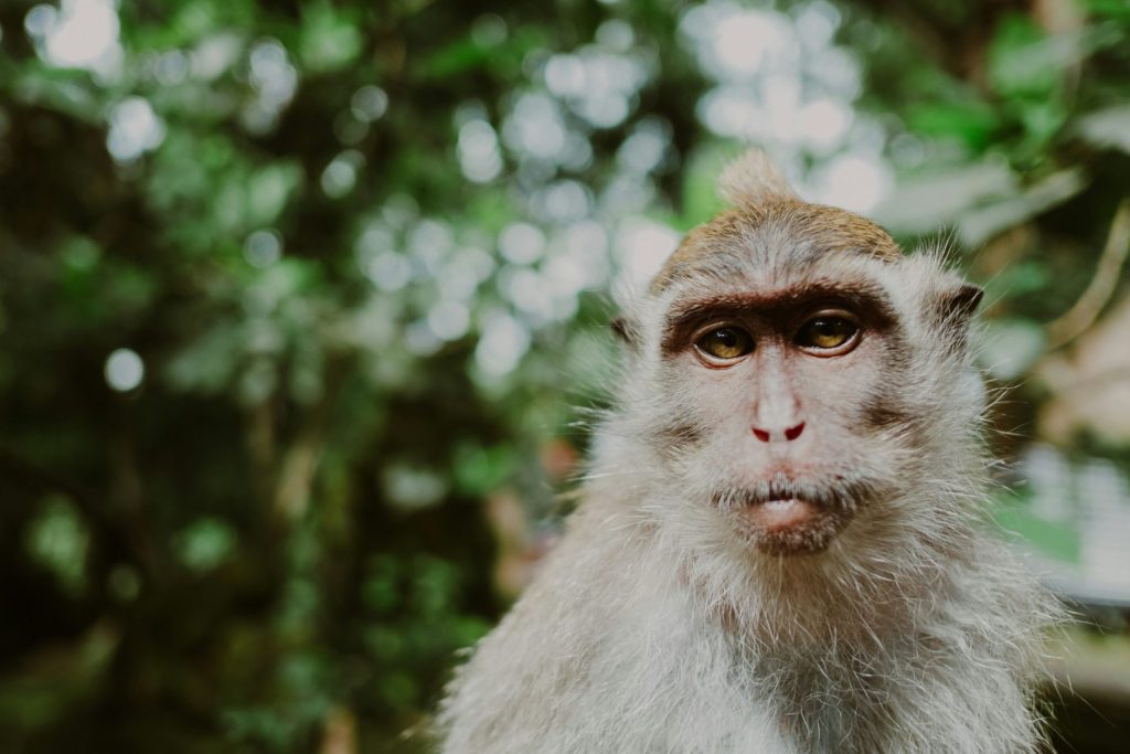 Outway Adventures - Indonezja Family Adventure - balijski taniec 1 - monkey forest 1