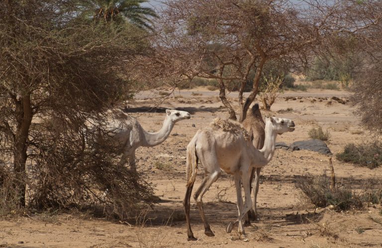 Outway Adventures - Algieria - Rzymskie ruiny, wielkie miasta, góry i Sahara