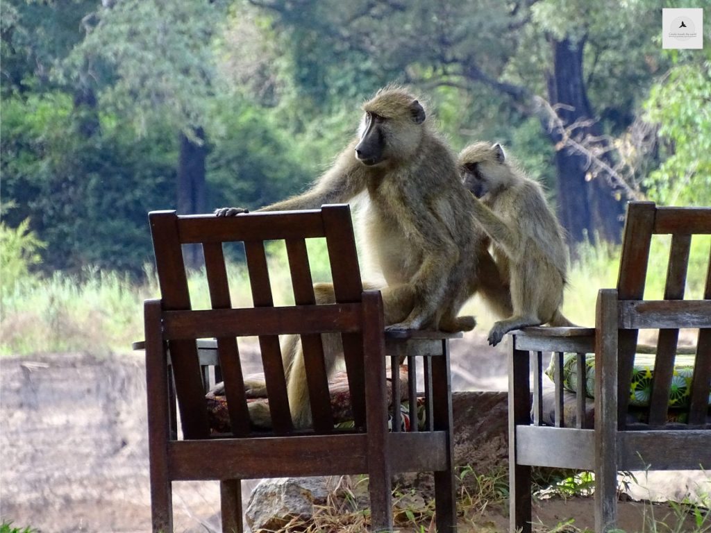 Outway Adventures - Zambia i Malawi – Śladami afrykańskiej przyrody