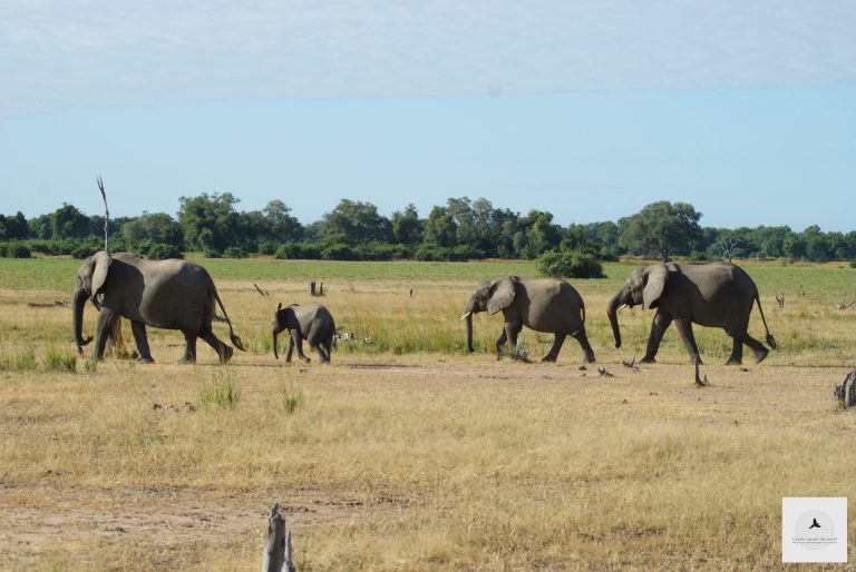 Outway Adventures - Zambia i Malawi – Śladami afrykańskiej przyrody