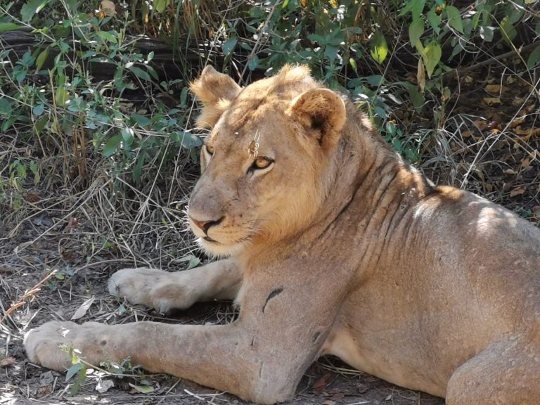 Outway Adventures - Zambia i Malawi – Śladami afrykańskiej przyrody