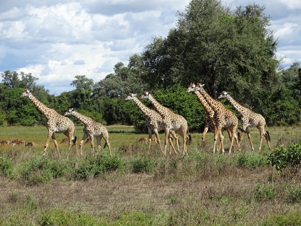 Outway Adventures - Zambia i Malawi – Śladami afrykańskiej przyrody