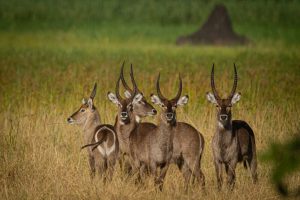Malawi – afrykańska wyprawa poza utartym szlakiem