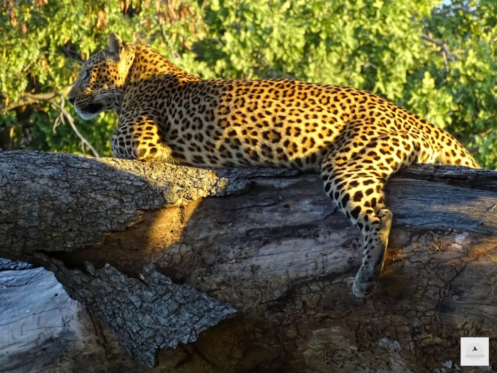 Outway Adventures - Zambia i Malawi – Śladami afrykańskiej przyrody