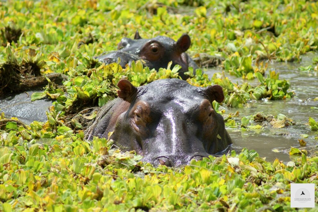 Outway Adventures - Zambia i Malawi – Śladami afrykańskiej przyrody