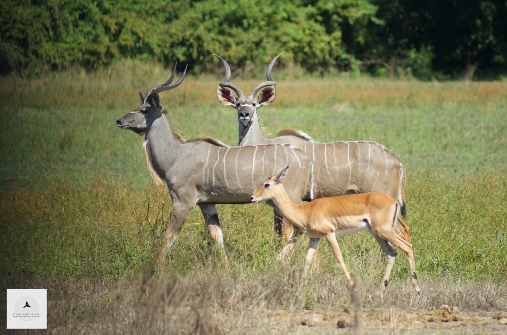 Outway Adventures - Zambia i Malawi – Śladami afrykańskiej przyrody