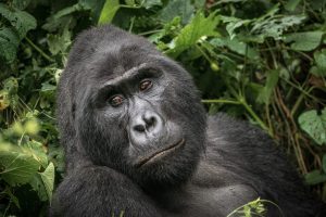 Rwanda, Burundi i Uganda – Wyprawa do Serca Afryki