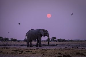 Botswana + Wodospady Wiktorii