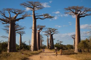 Wyprawa na Madagaskar: Spływ rzeką Tsiribihina, Aleja Baobabów i Tsingy de Bemaraha