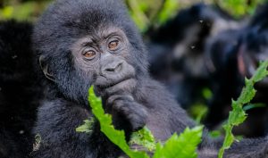Uganda – w królestwie goryli